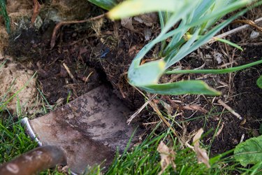 Dig up irises