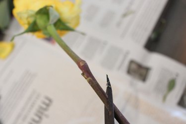 cut stems