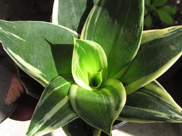 snake plant
