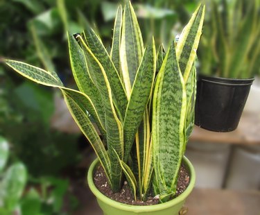 snake plant