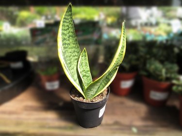 snake plant cultivar