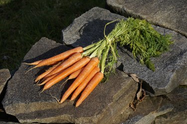 Bunch of carrots