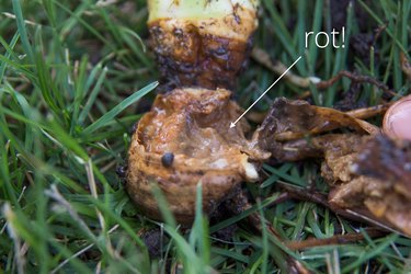 Rot in iris roots