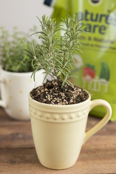 Planted rosemary in mug.