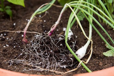 Separating onion plants