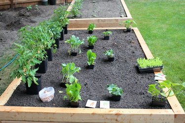 Placement of vegetable plants