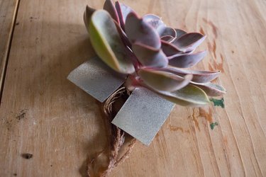 Succulent through aluminum lid
