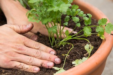 Adding soil to the base of planted cilantro