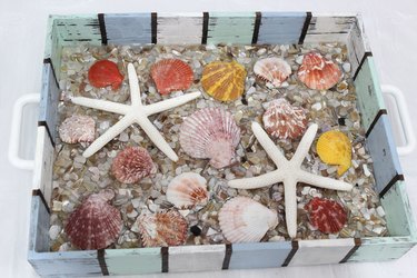 seashells