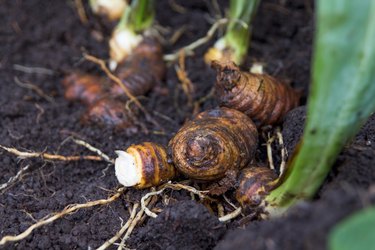 Place irises in soil