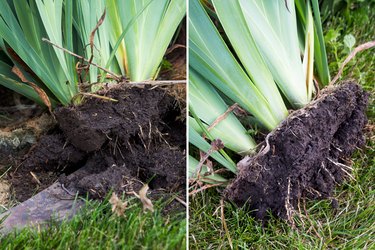 Dig up irises