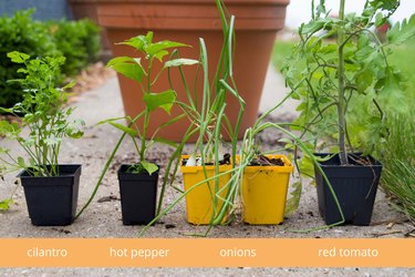 Selecting plants