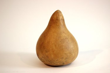 lagenaria gourd