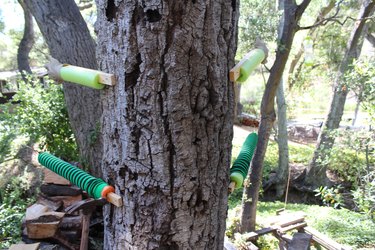 The arms and legs of the witch are attached to the tree