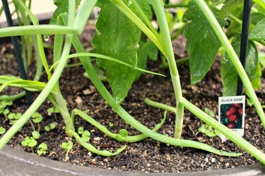 companion planting vegetables