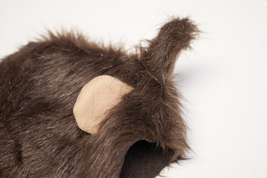 Ear shown from right side.