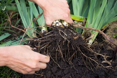 Iris roots