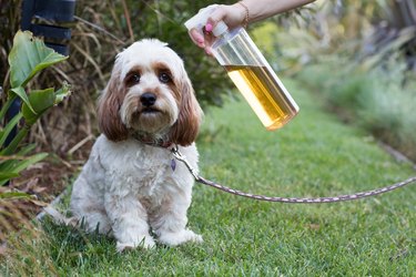 Homemade Tick Repellent Recipe