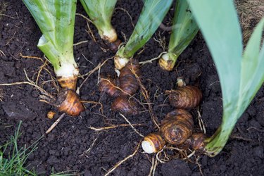 Place irises in soil