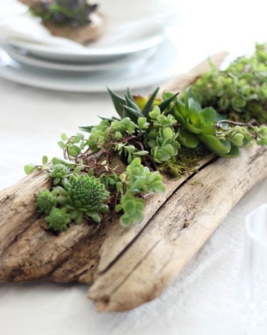 Driftwood succulent planter