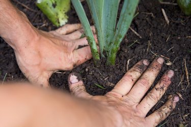 Pack soil around iris