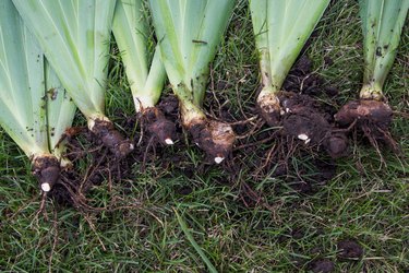 Separated irises