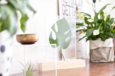 plexiglass display