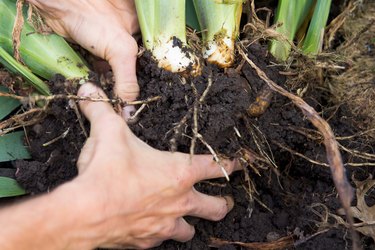 Separate iris roots