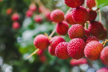 Close up ripe lychee fruits on tree in the plantation
