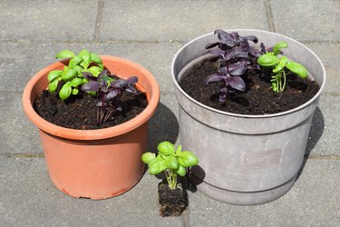 Basil seedling and young basil plants