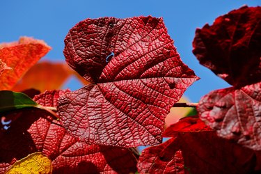 View of vitis coignetiae leaves in october garden