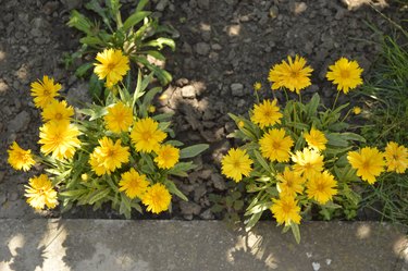 blooming coreopsis grandiflora plant growing in the garden