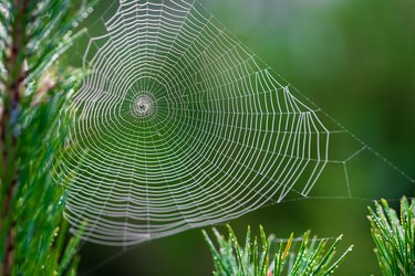 A spider web in a pine tree during dawn with early morning dew