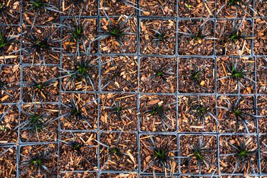 Grid of Black Mondo Plants