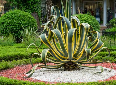 American agave (Agave americana) striped — species of Agave genus, Agave subfamily, Asparagus family in landscape spring Sochi city park. Selective focuse.