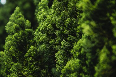 coniferous tree