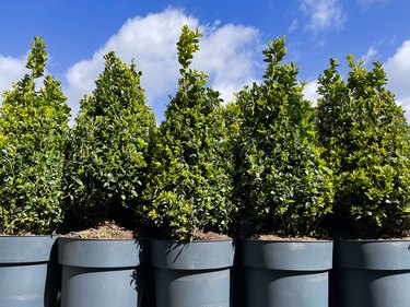 Close-up image of rows of five potted, clipped topiary box (Buxus sempervirens) plants