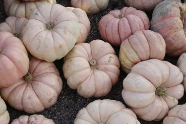 Pumpkin Season