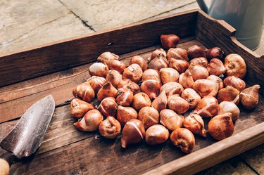 Tulip Bulbs In Wooden Box, Bulbs To Be Planted During Autumn, Home Gardening As Digital Detox