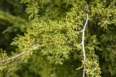 eastern red cedar tree Juniperus virginiana is nature background