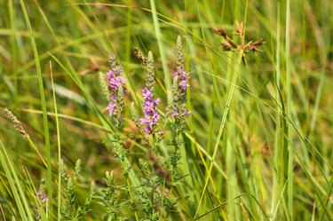 Purple loosestrife in bloom closeup view with selective focus on foreground