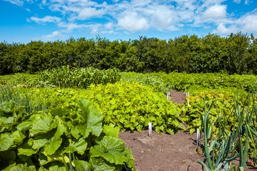 Farm Garden