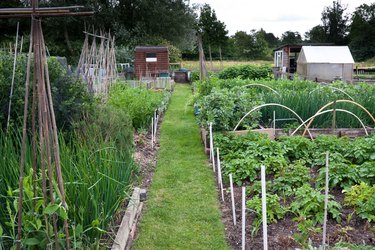 Path through allotments