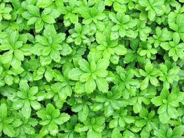 Wet, Green Banket of Pachysandra Ground Cover Plant