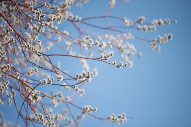 Salix caprea willow tree against blue sky