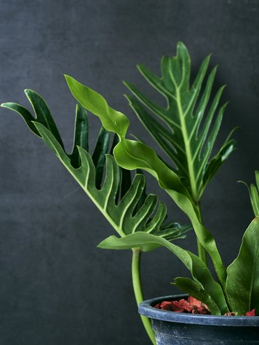 Philodendron xanadu plant leaf the tropical on dark background