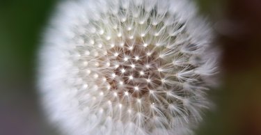 Soft dandelion seed ball with dark background