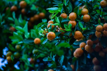 Orange Tree.