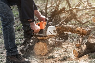 A man with a chainsaw in his hands saws old trees, sawdust fly to the sides