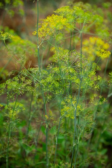 Dill plant flowers in organic vegetable garden